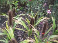 Dochan klasnatý 'Jade Princess' (Pennisetum glaucum)
