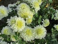 Chrysanthemum x morifolium   'Vysočina'  listopadka zahradní rostlina