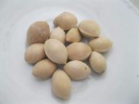 Ginkgo biloba   jinan dvoulaločný semena