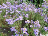 Hvězdnice novoanglická 'Purple Cloude' (Aster novae-angliae)