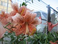 Lilie 'Tiger Babies' - AT hybridy (Lilium)