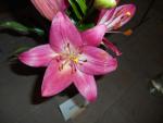 Lilie 'Arbatax' - LA hybridy (Lilium)