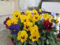 Violka rohatá (Viola cornuta)