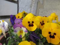 Violka rohatá (Viola cornuta)