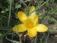 Šafrán žlutý 'Grosse Gelbe' (Crocus flavus)
