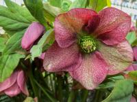 Čemeřice východní (Helleborus orientalis) Čemeřice východní (Helleborus orientalis)