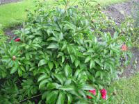 Pivoňka lékařská (Paeonia officinalis)