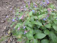 Plicník lékařský (Pulmonaria officinalis)