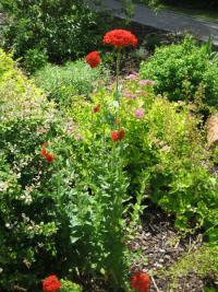 Kohoutek chalcedonský (Lychnis chalcedonica)