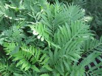 Podezřeň královská (Osmunda regalis) Podezřeň královská (Osmunda regalis)