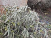Cylindropuntia (Cylindropuntia imbricata)