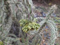 Cylindropuntia (Cylindropuntia imbricata)