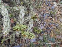 Cylindropuntia (Cylindropuntia imbricata)