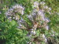 Svazenka vratičolistá (Phacelia tanacetifolia)