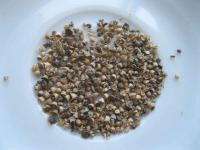 Slanobýl draselný (Salsola kali)