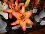 Lilie 'Royal Sunset' - LA hybridy (Lilium)