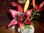 Lilie 'London Heart' - Asijské hybridy vysoké (Lilium)