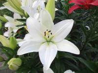 Lilie 'Navona' - Asijské hybridy vysoké (Lilium)
