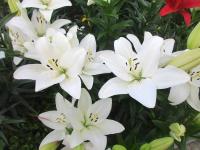 Lilie 'Navona' - Asijské hybridy vysoké (Lilium)