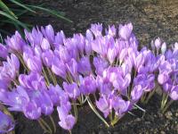 Ocún ozdobný (Colchicum speciosum)