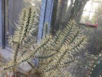 Cylindropuntia (Cylindropuntia davisii)