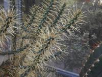 Cylindropuntia (Cylindropuntia davisii)