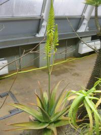 Aloe pravá (Aloe vera) Aloe pravá (Aloe vera)