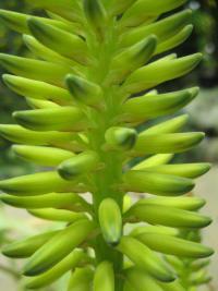 Aloe pravá (Aloe vera) Aloe pravá (Aloe vera)