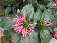 Justície červená (Justicia carnea)