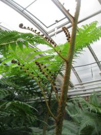 Cyatea (Cyathea cooperi)