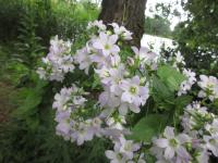 Zvonek mléčný (Campanula lactiflora)