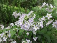 Zvonek mléčný (Campanula lactiflora)