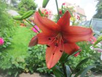 Lilie 'Pearl Lorraine' - Asijské hybridy vysoké