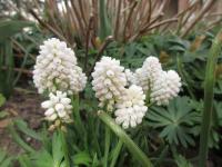 Modřenec širolistý 'Album' (Muscari botryoides)