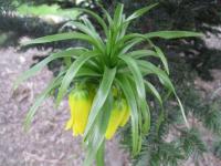 Řebčík královský (Fritillaria imperialis)