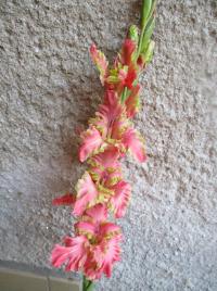 Mečík 'Delirium' (Gladiolus)