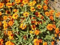 Ostálka sličná 'Profusion Orange' (Zinnia elegans)