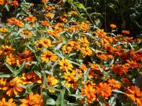 Ostálka sličná 'Profusion Orange' (Zinnia elegans)