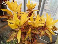 Kroton (Codiaeum)