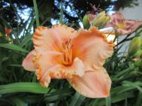 Denivka 'Pineapple Moon' (Hemerocallis)