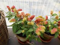 Beloporona tečkovaná (Justicia brandegeeana)