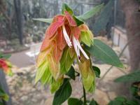 Beloporona tečkovaná (Justicia brandegeeana)