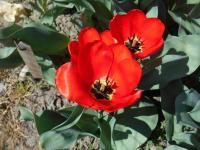 Tulipán 'Parade' - Darwin hybridy (Tulipa)