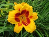 Denivka 'Black Eyed Susan' (Hemerocallis)