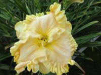 Denivka 'Boundless Beauty'