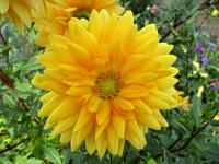 Jiřinka 'Noordwijks Glorie' (Dahlia)
