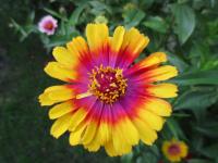 Ostálka sličná 'Carousel' (Zinnia elegans)