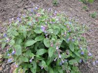 Plicník lékařský (Pulmonaria officinalis)