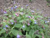 Plicník lékařský (Pulmonaria officinalis)