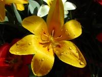 Tulipán Kaufmannův 'Stresa' (Tulipa kaufmanniana)